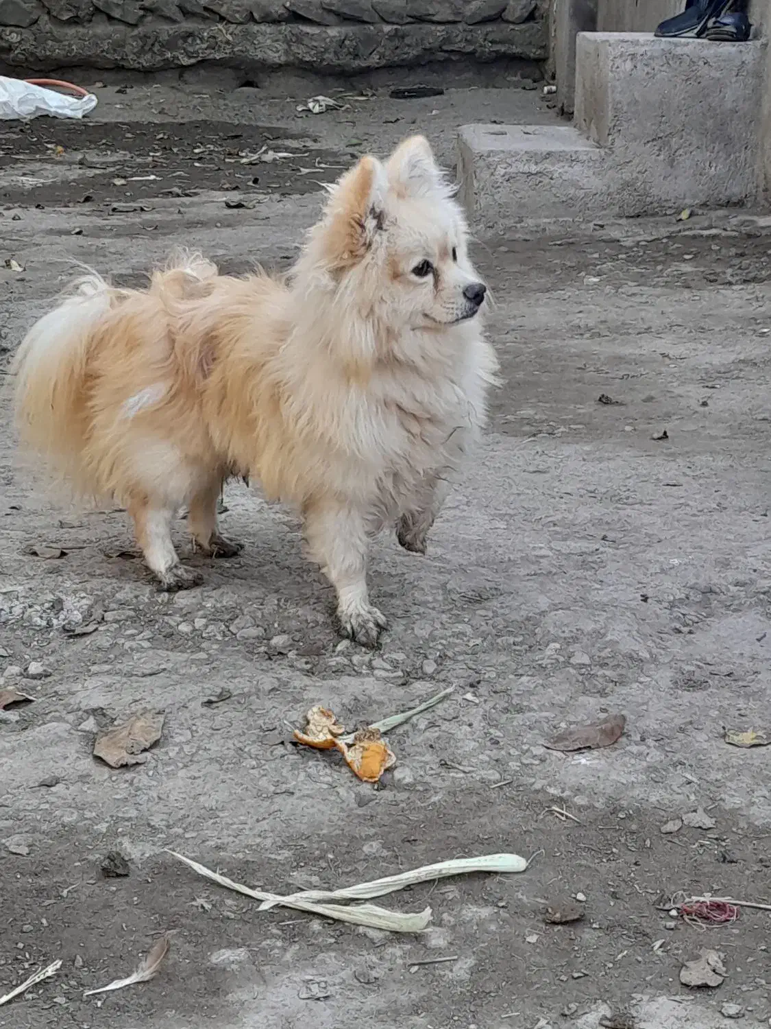 پاکوتاه حرف گوش کن|سگ|اردبیل, |دیوار