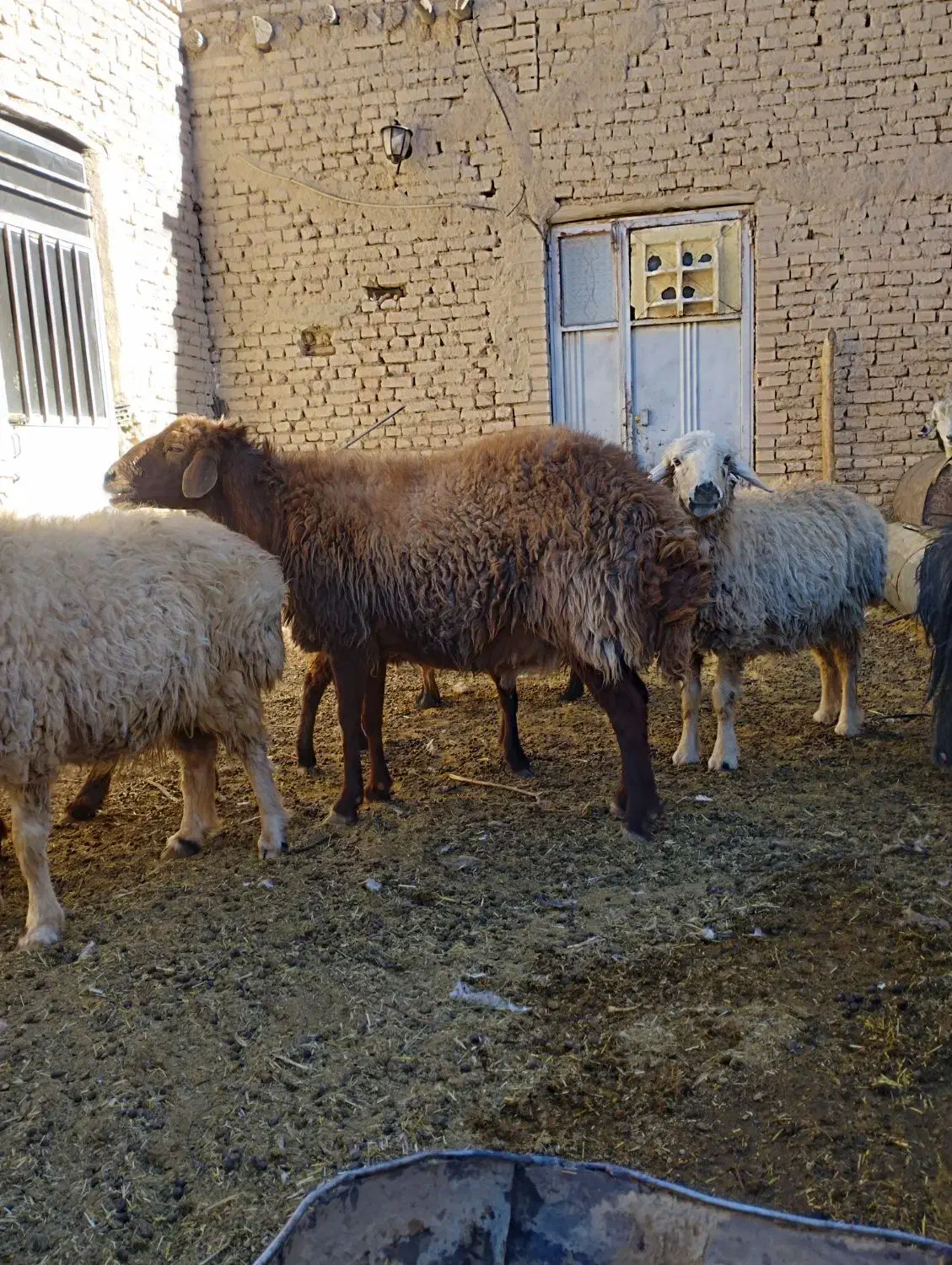 قوچ افشاری|حیوانات مزرعه|شهرضا, |دیوار