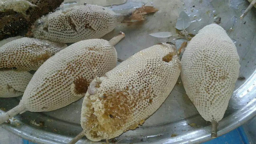 عسل کوهی|خوردنی و آشامیدنی|تهران, شیخ هادی|دیوار