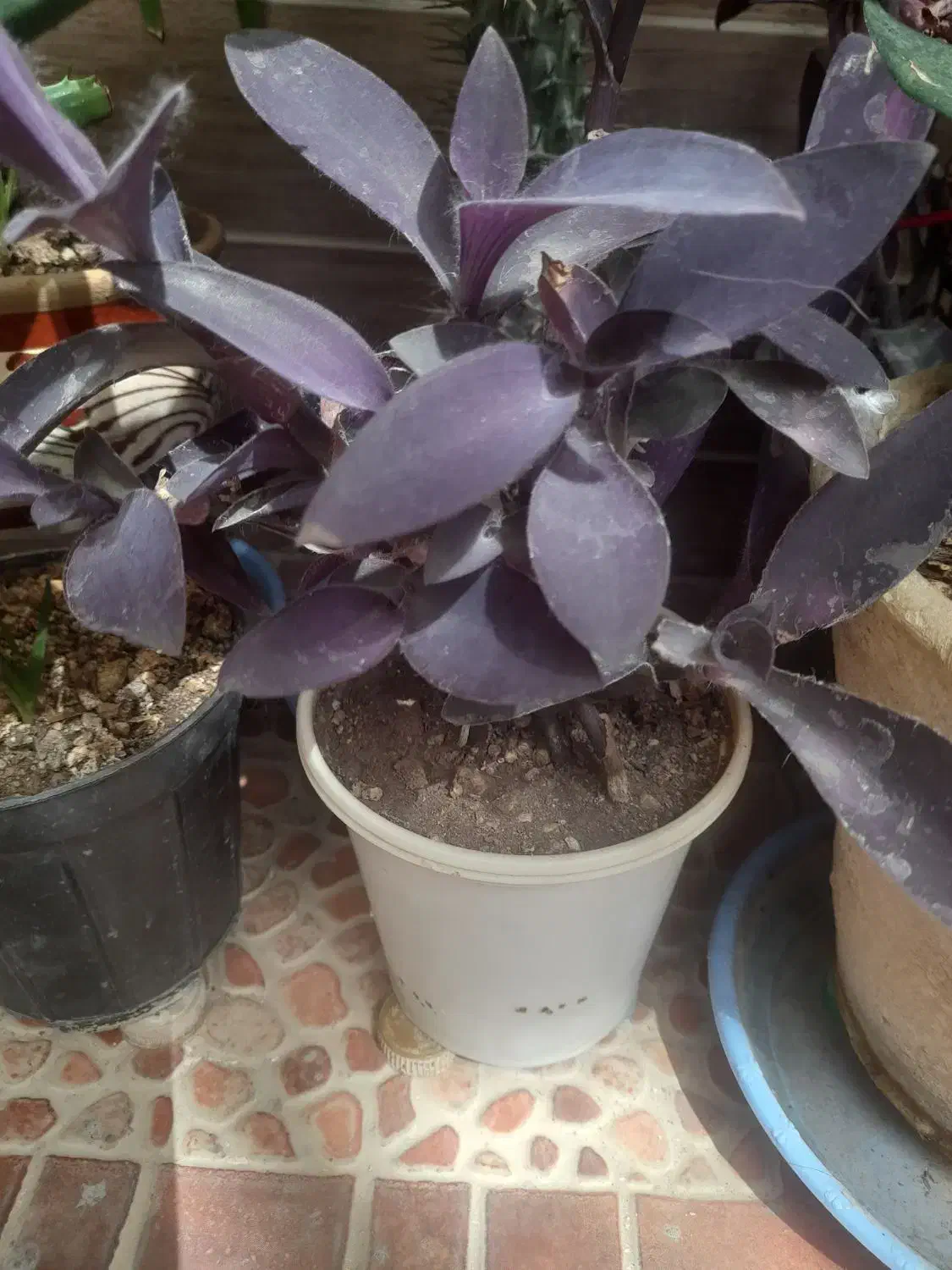 گل زیر قیمت فقط ۴۵ هزار تومن|گل مصنوعی|یزد, |دیوار