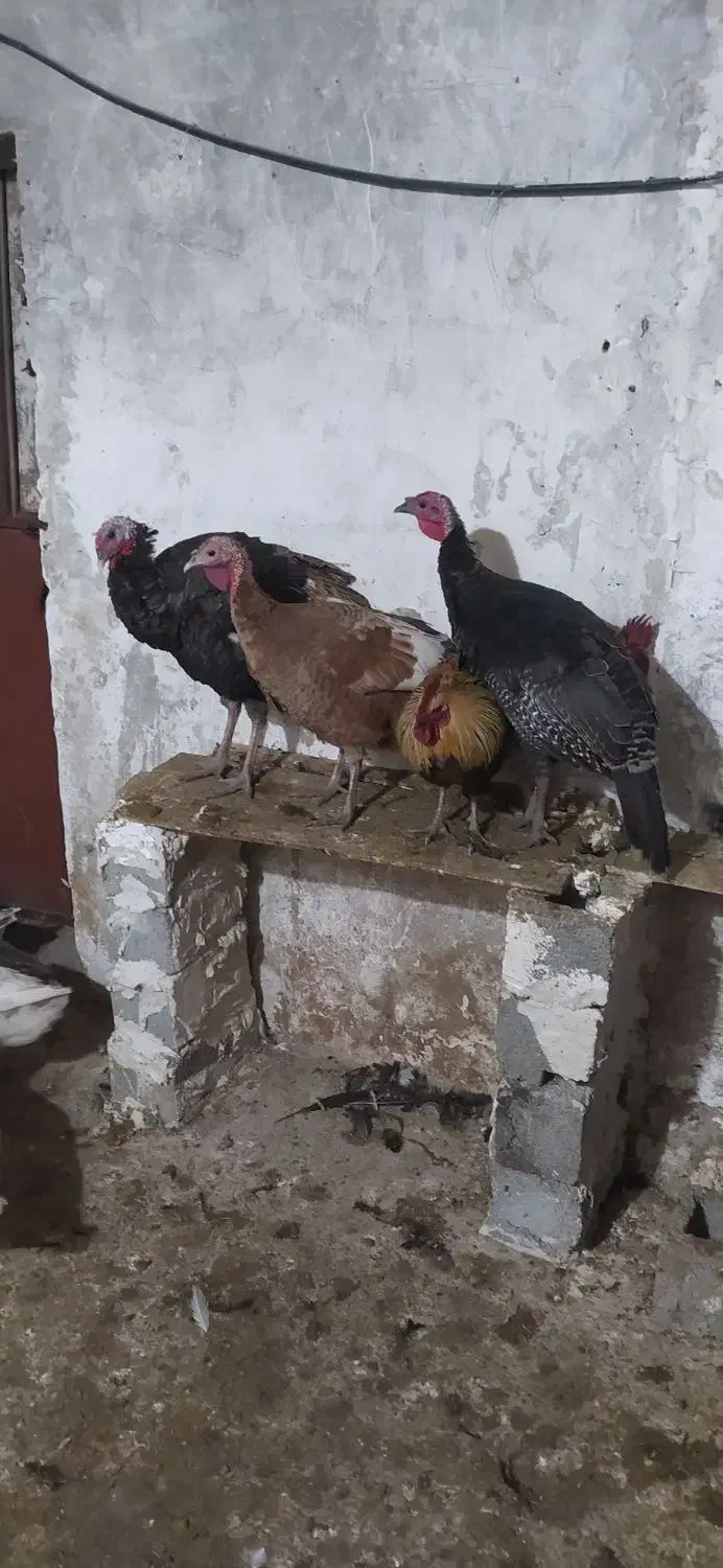 خریدوفروش|حیوانات مزرعه|پیرانشهر, |دیوار