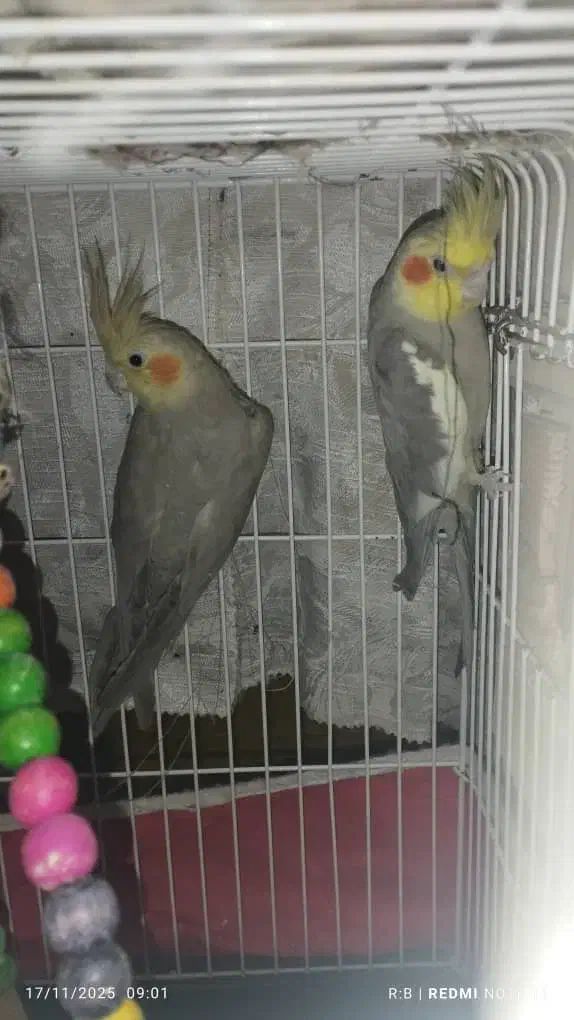 چیکو ونیکو|پرنده|تهران, پونک|دیوار