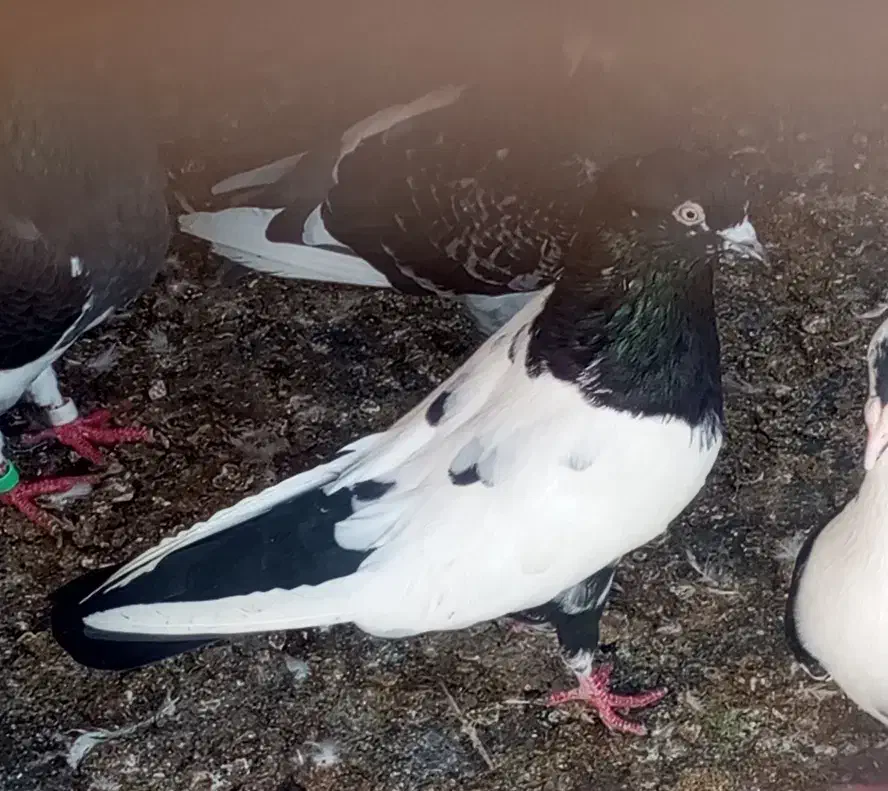 کفتر|پرنده|چابهار, |دیوار