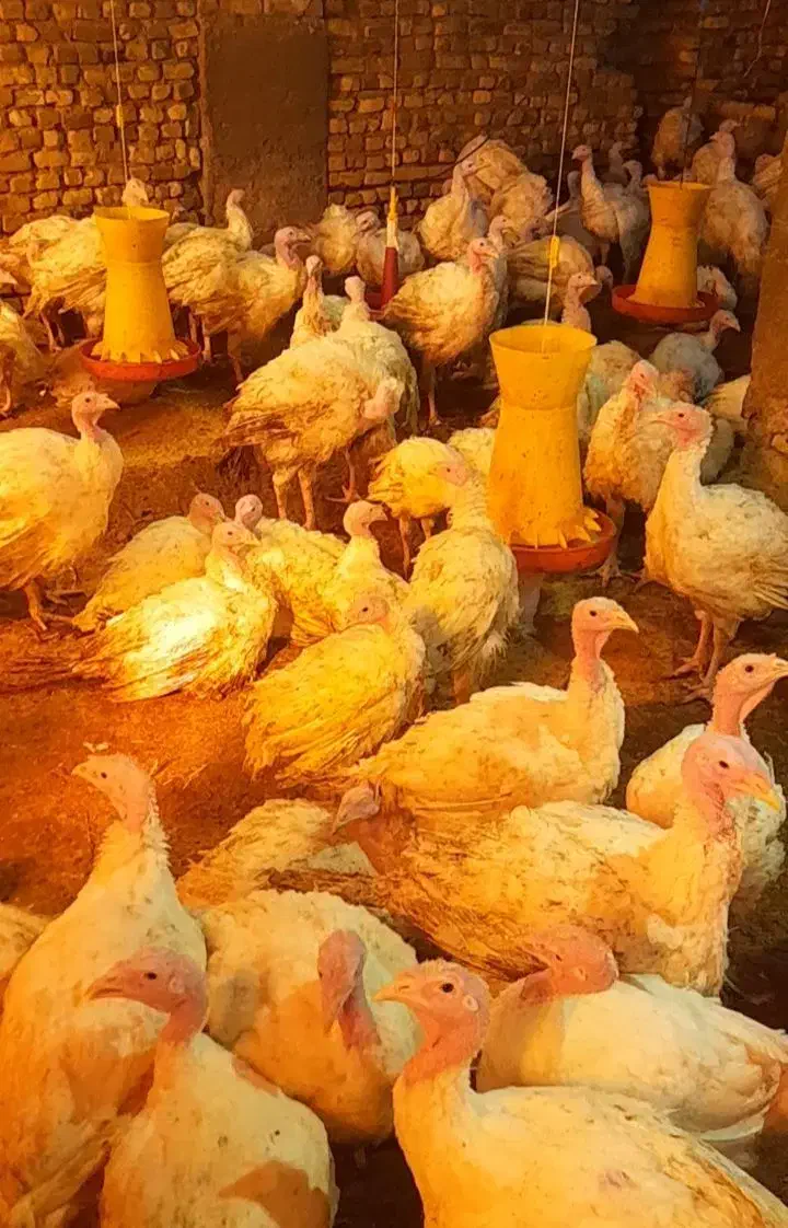 فورش بوقلمون بیوتی ،،شیش چهل روزه|حیوانات مزرعه|سبزوار, قلعه‌نو دهزار|دیوار