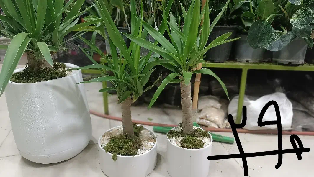 همایش ویژه گل و گیاه|گردهمایی و همایش|مشهد, حیدرآباد|دیوار