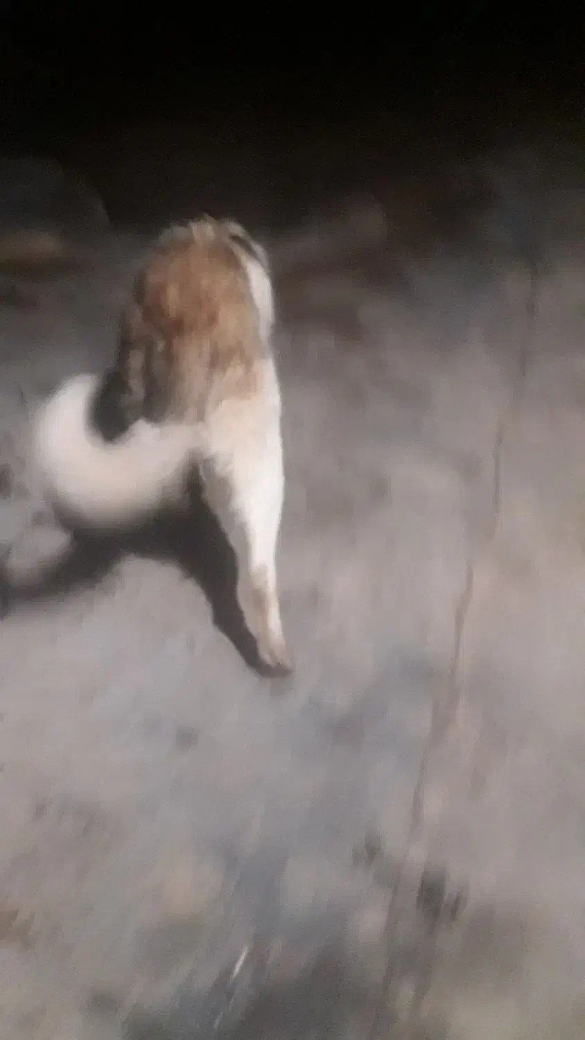 سگ پاکوتاه یک سال و نیم جوان|سگ|اسلام‌‌آباد غرب, |دیوار