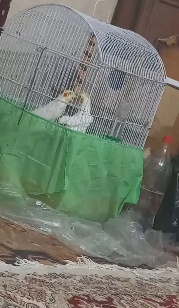 عروس هلندی مولد|پرنده|هریس, |دیوار