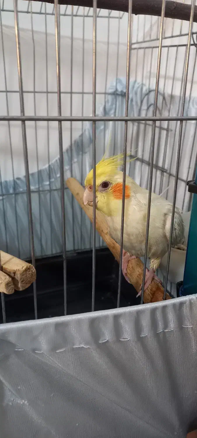 عروس هلندی|پرنده|وحیدیه, |دیوار