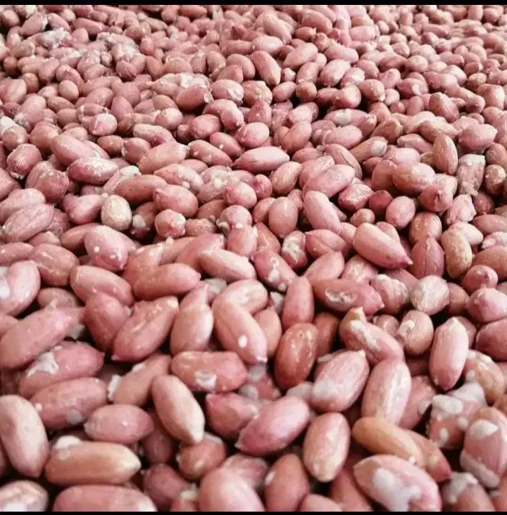 بادام زمینی امساله بسیار باکیفیت دو الکه|خوردنی و آشامیدنی|قم, جهان بینی|دیوار