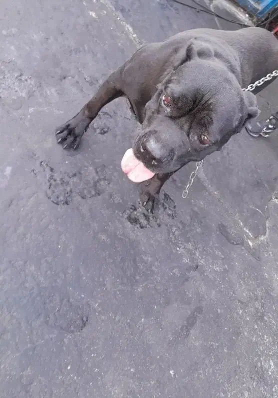 مواضع دو قلاده سگ اکیتا و کن کورسو|سگ|سمنان, |دیوار