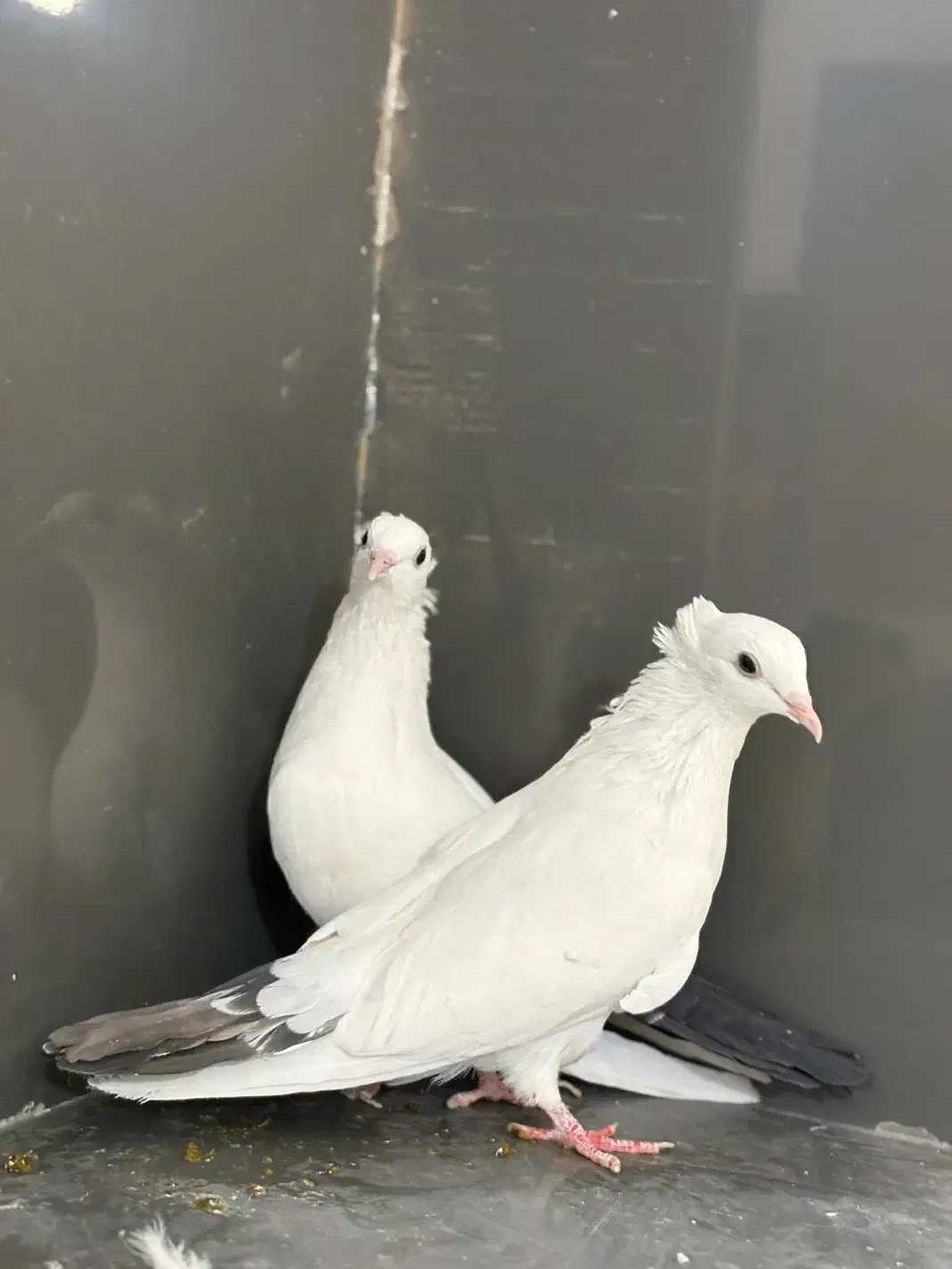 دم سیاه|پرنده|سراوان, |دیوار