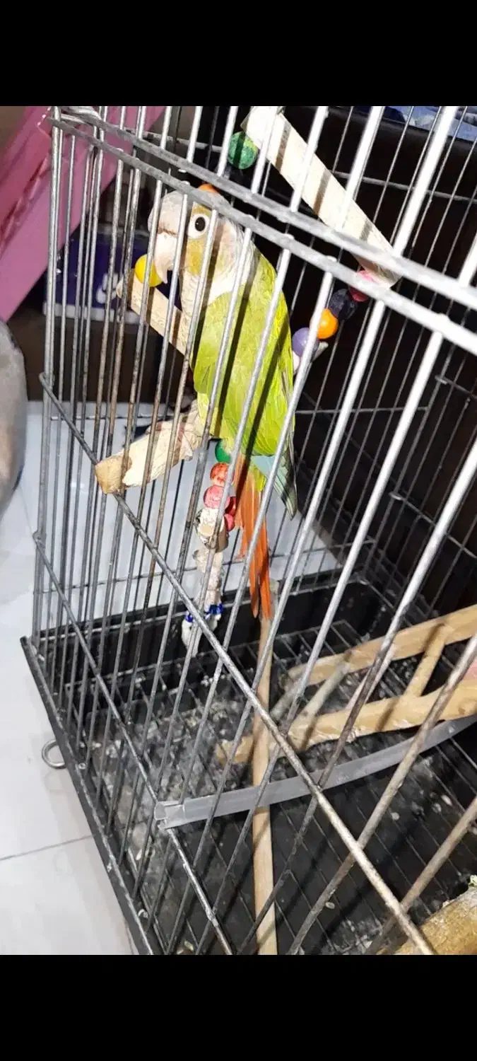 طوطی گرینچیک|پرنده|فردیس, سرحدی|دیوار