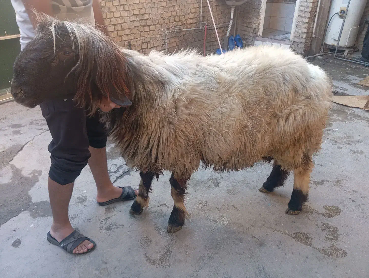 فروش قوچ درجه یک داشتی جوان|حیوانات مزرعه|ایذه, |دیوار