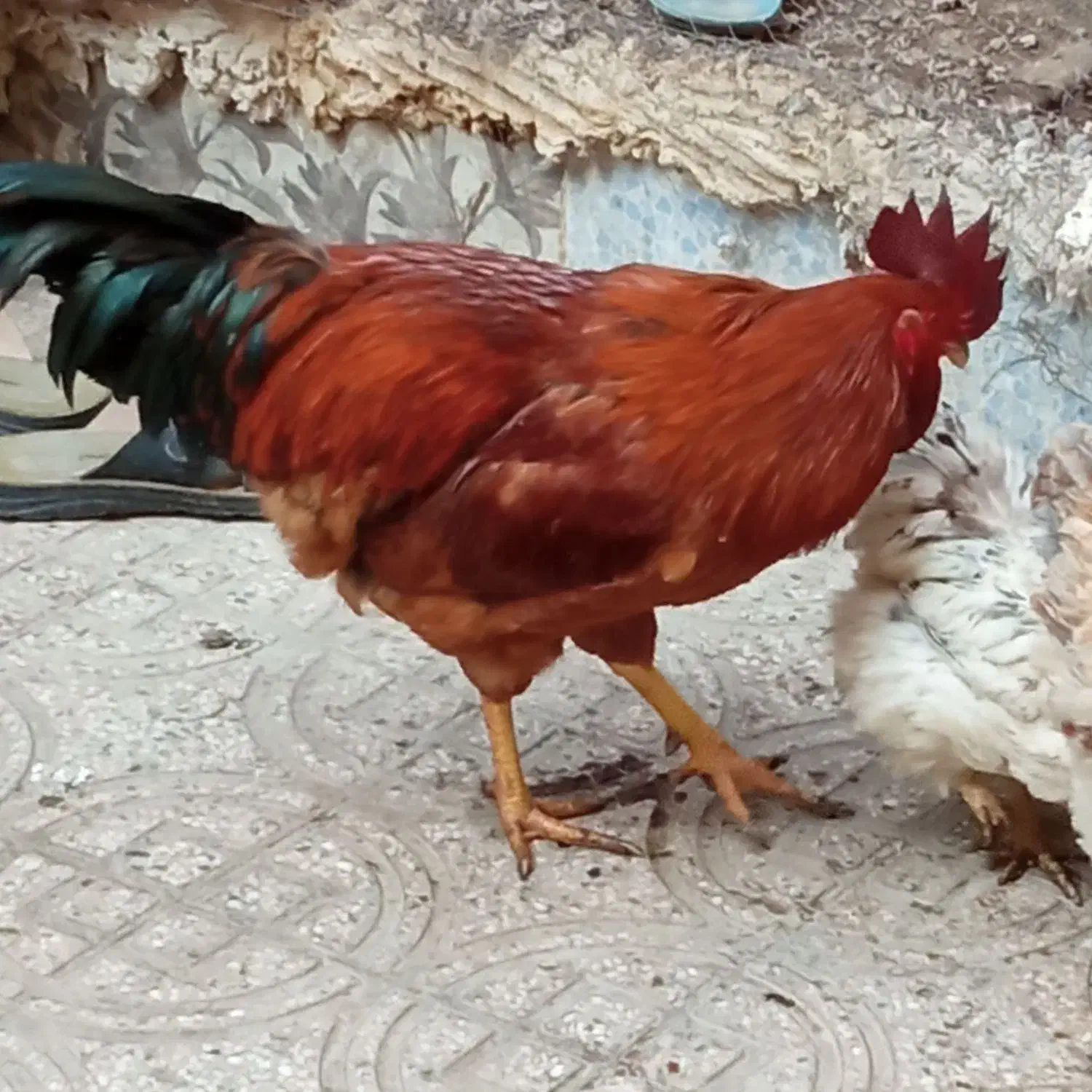 خروس|حیوانات مزرعه|پاکدشت, شهرک امام رضا|دیوار