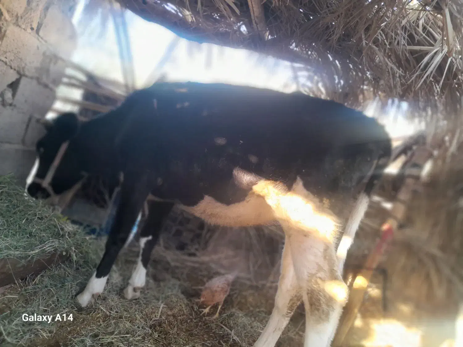 گستر هلشتان وگوساله چرسه|حیوانات مزرعه|فهرج, |دیوار