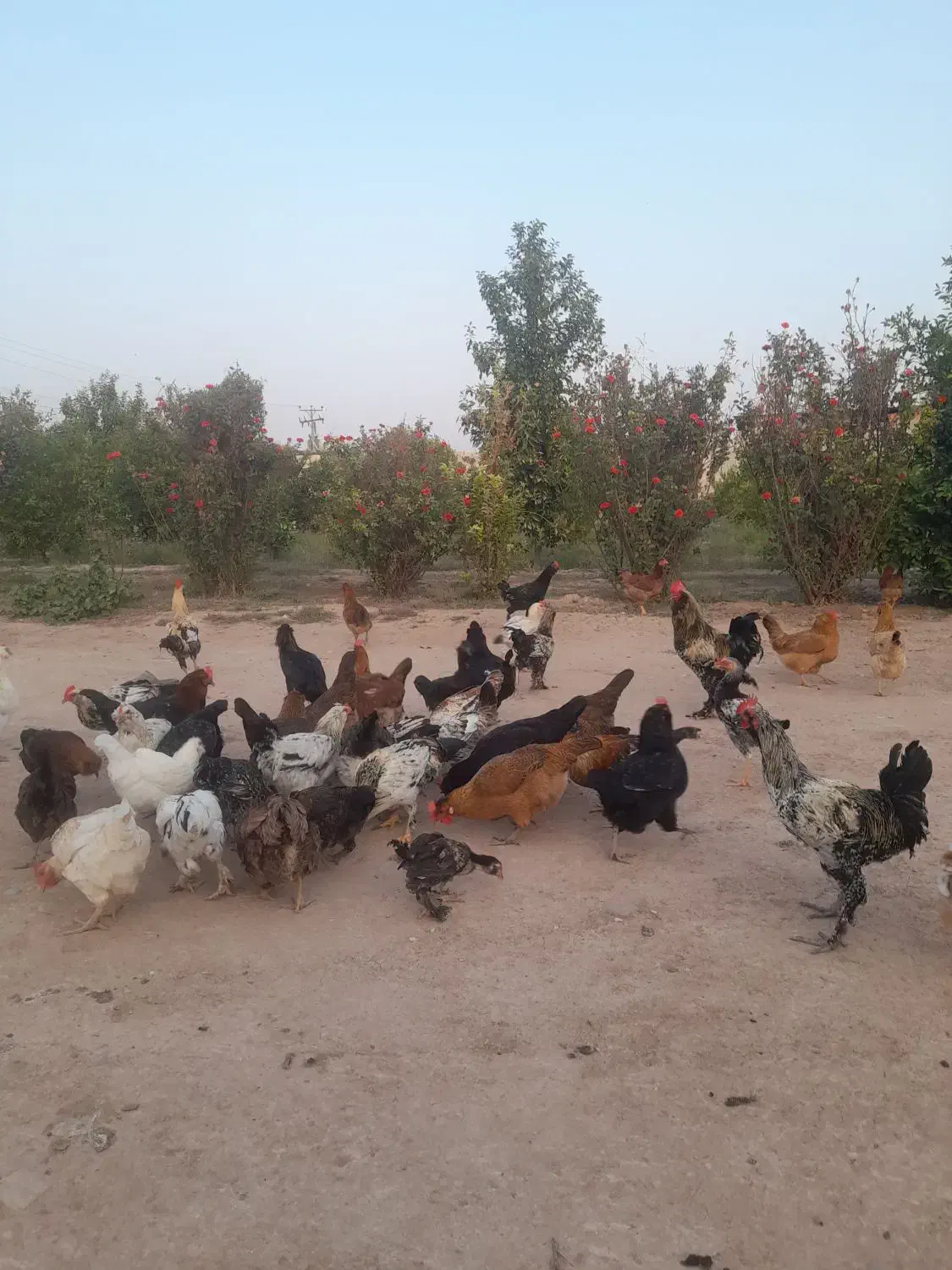 مرغ و بوقلمون|حیوانات مزرعه|دزفول, |دیوار