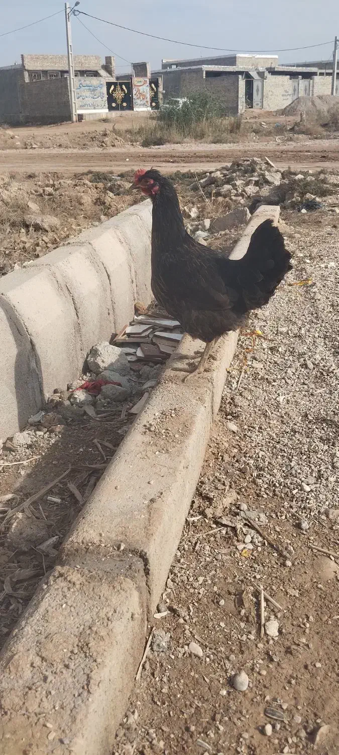 دو عدد مرغ عربی تخمگذار|حیوانات مزرعه|حمیدیه, |دیوار