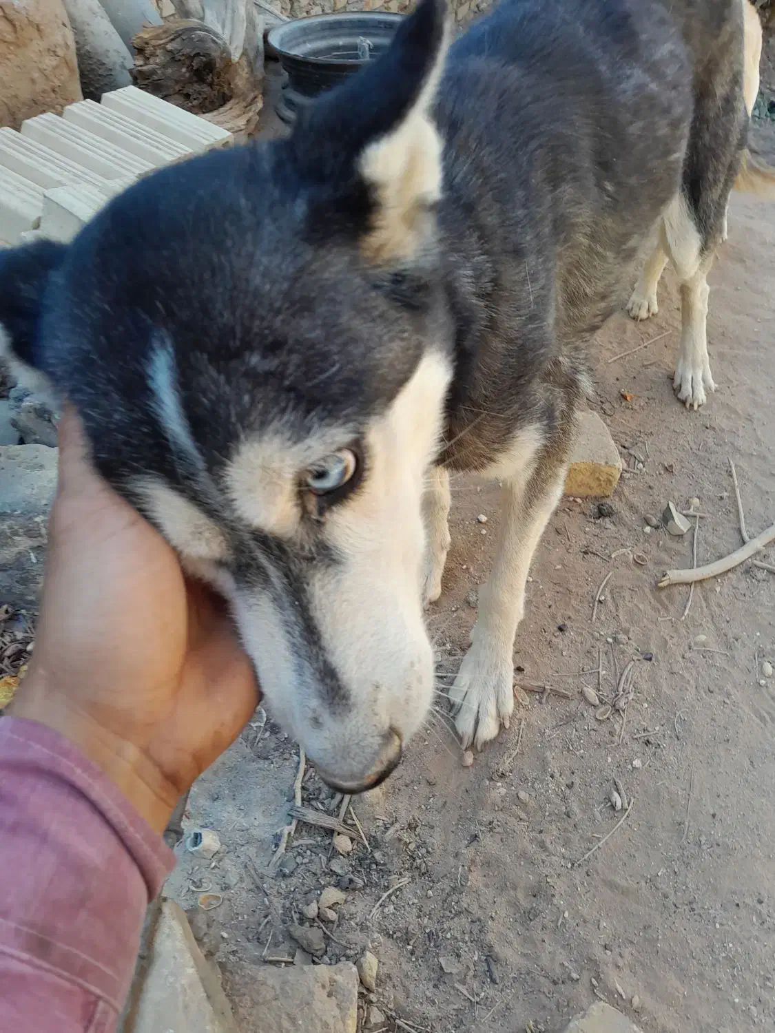 سگ هاسکی|سگ|زارچ, |دیوار