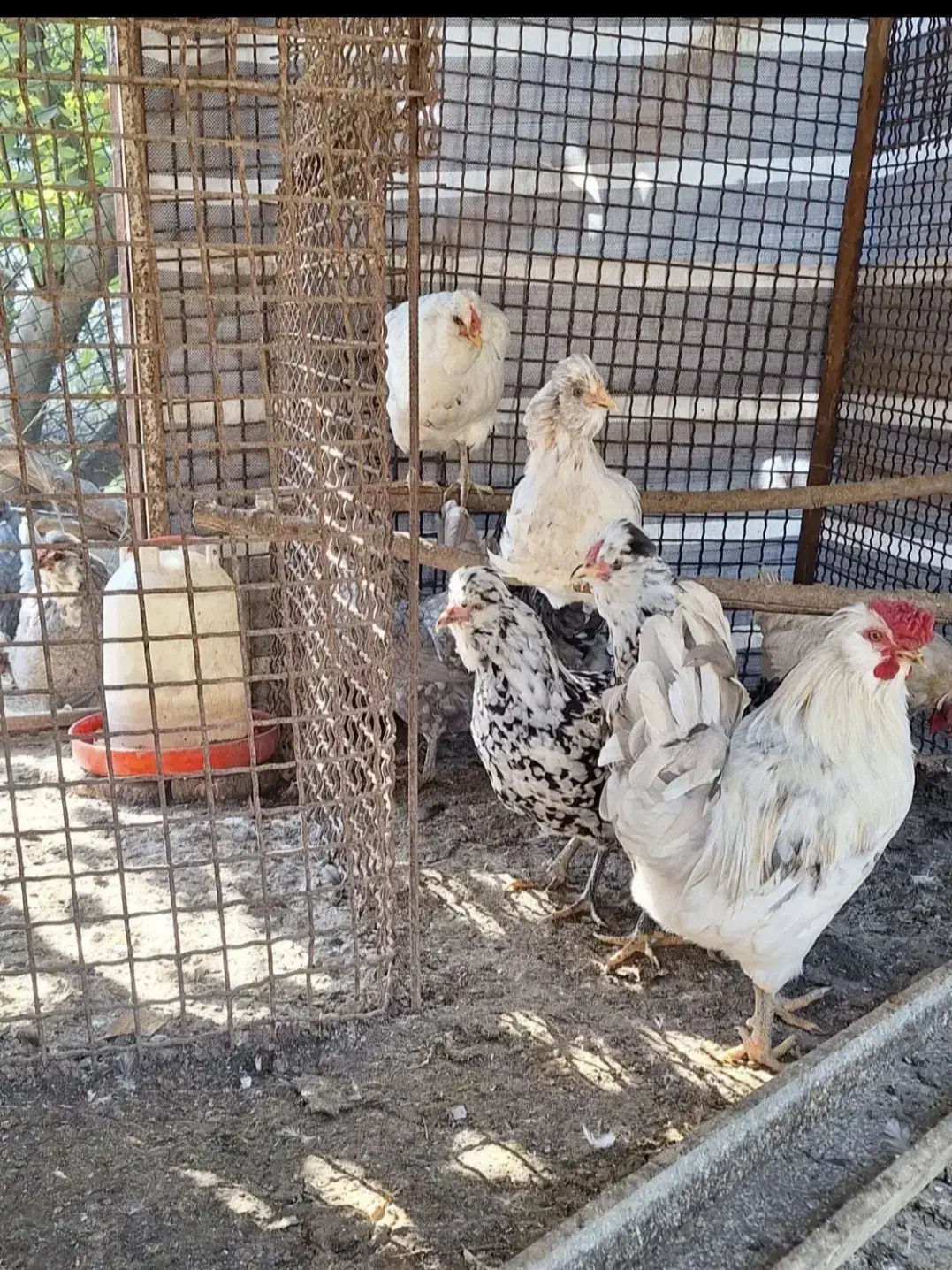 تخم نطفه دار گلین لری اصیل چهل تاج|حیوانات مزرعه|گرگان, |دیوار