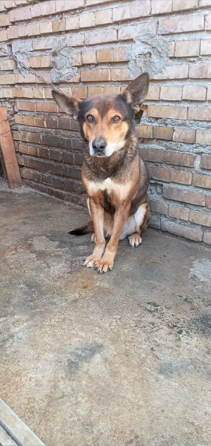 سگ نر ژرمن شیپرد|سگ|گنبد کاووس, |دیوار