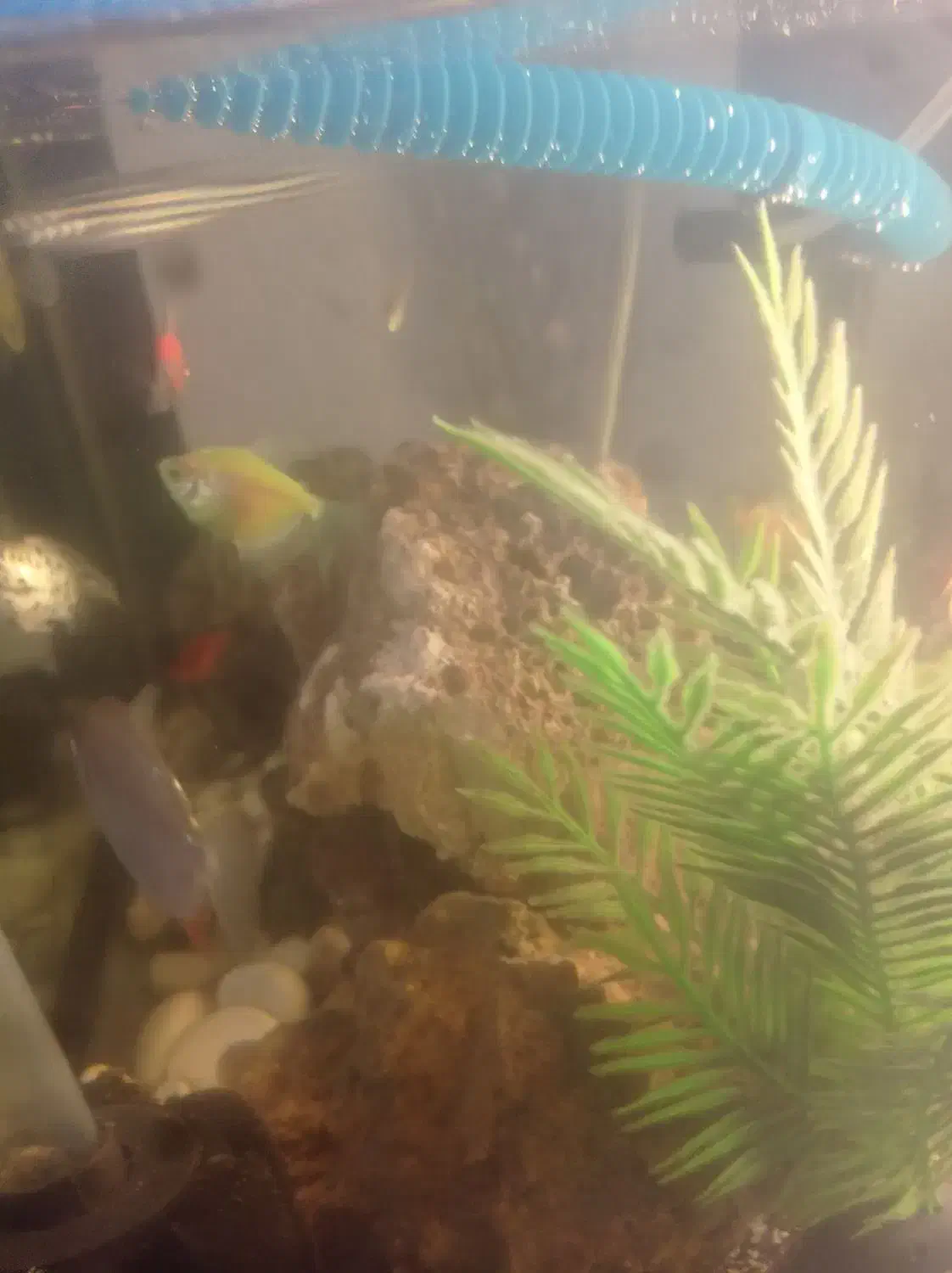 اکواریم ماهی|ماهی|بم, |دیوار