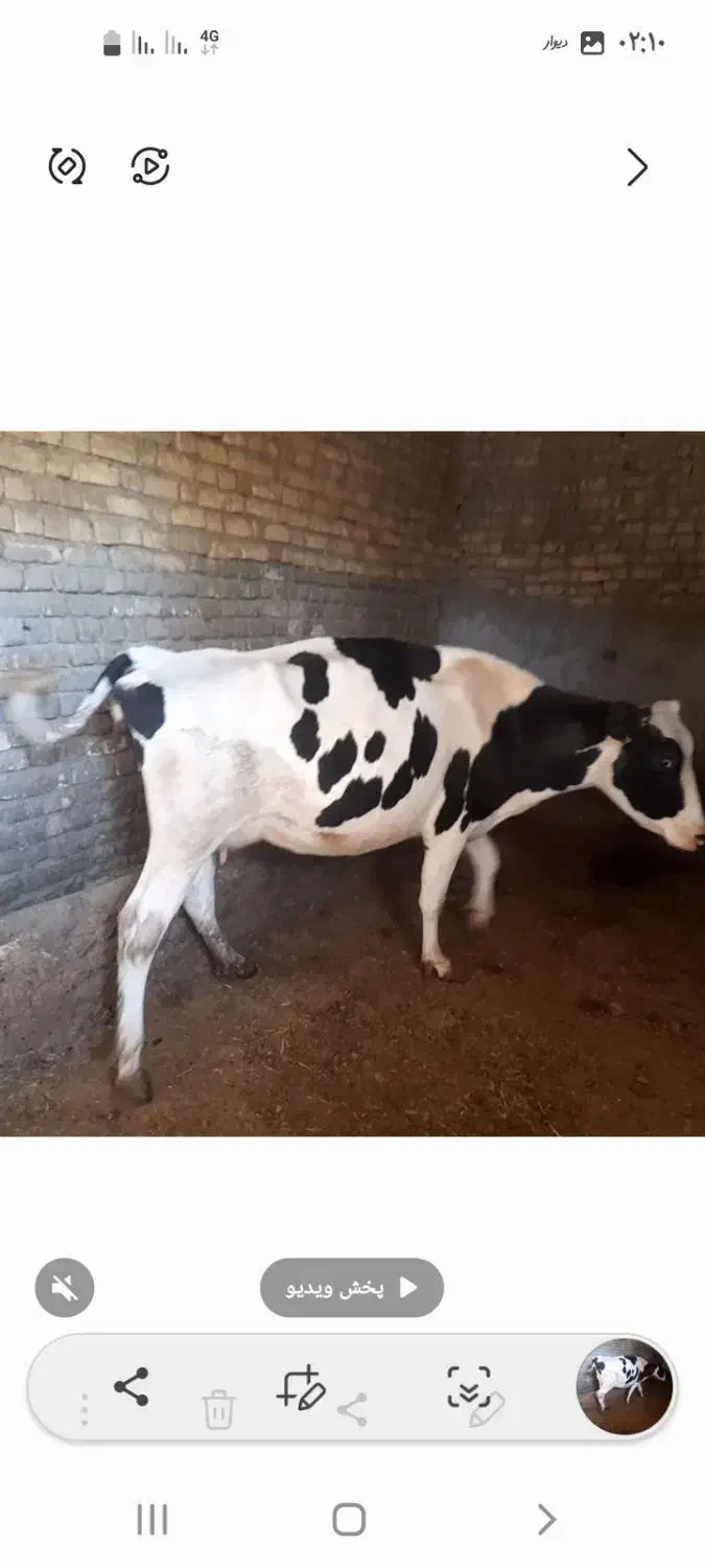 گاو شیری هلشتاین|حیوانات مزرعه|آوج, |دیوار