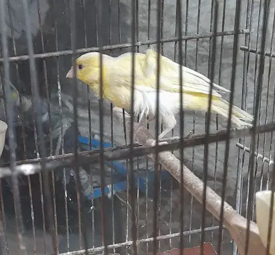 قناری ماده آماده پا بلند|پرنده|قرچک, قشلاق جیتو|دیوار