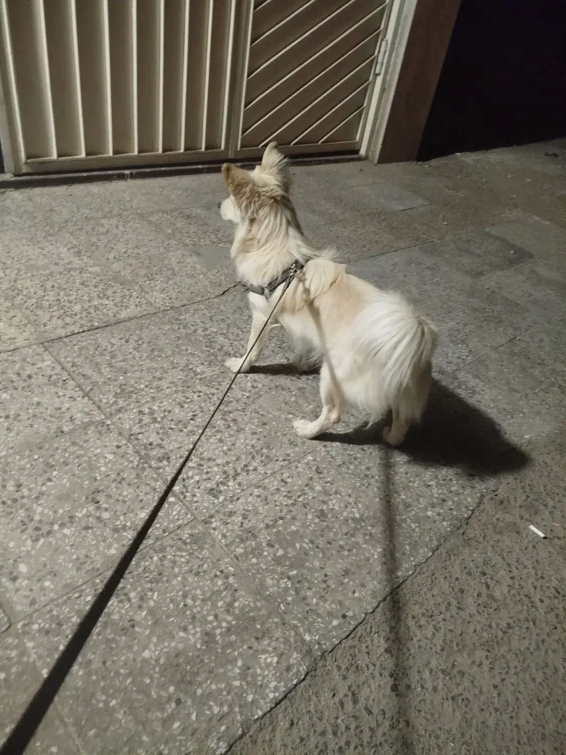 سگ پامر اشپیتز ماده ساکت|سگ|شاهینشهر, مخابرات (شهید بهشتی)|دیوار