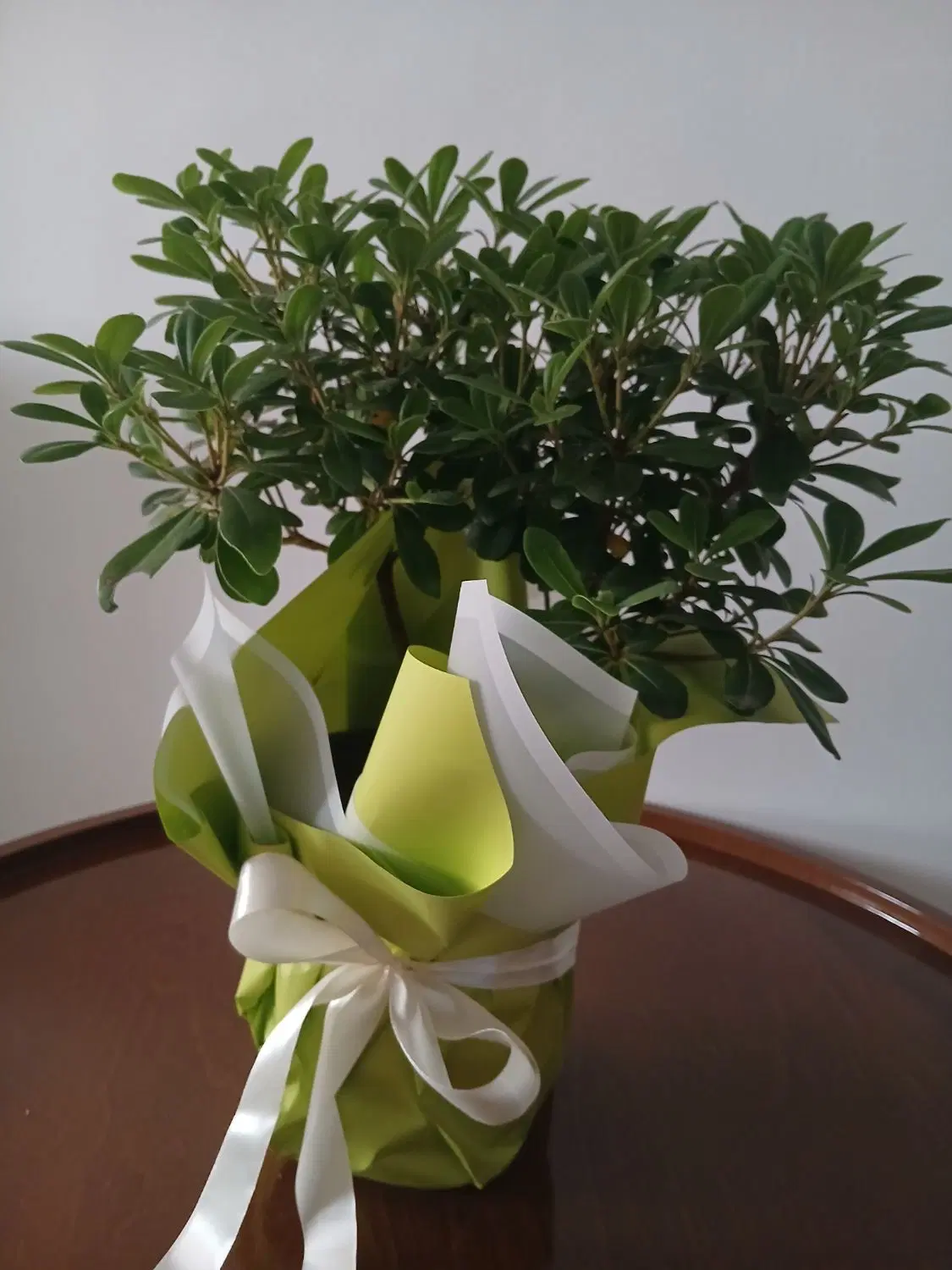 گل بنسای|گل و گیاه طبیعی|رشت, فرزانه|دیوار