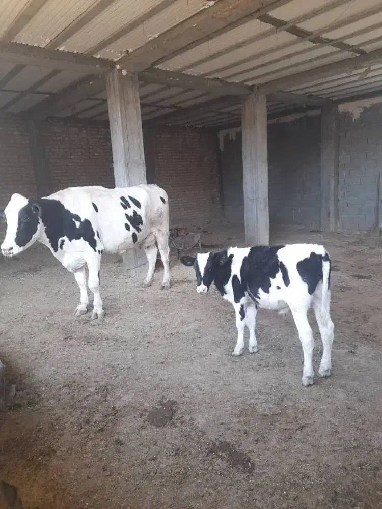 گوساله نر|حیوانات مزرعه|سیوان, |دیوار