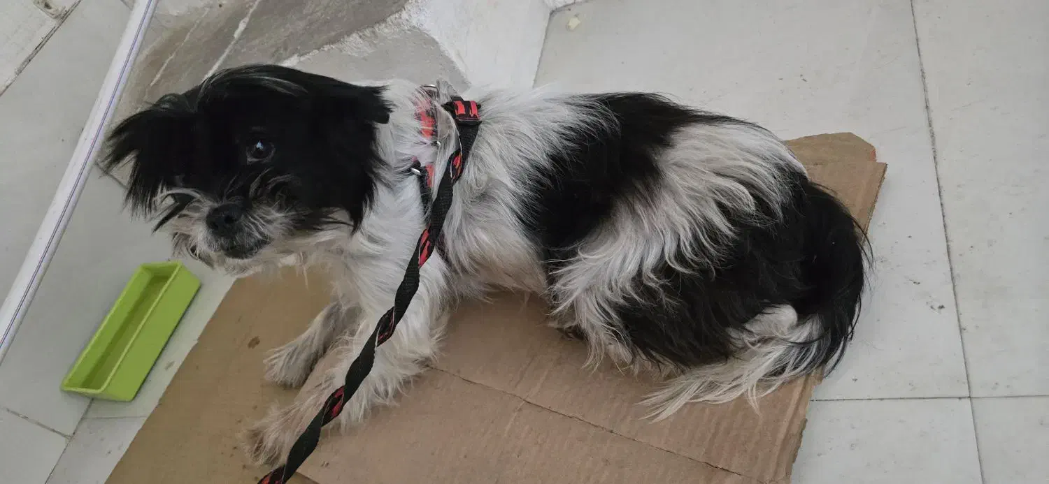 سگ پاکوتاه|سگ|خوی, |دیوار