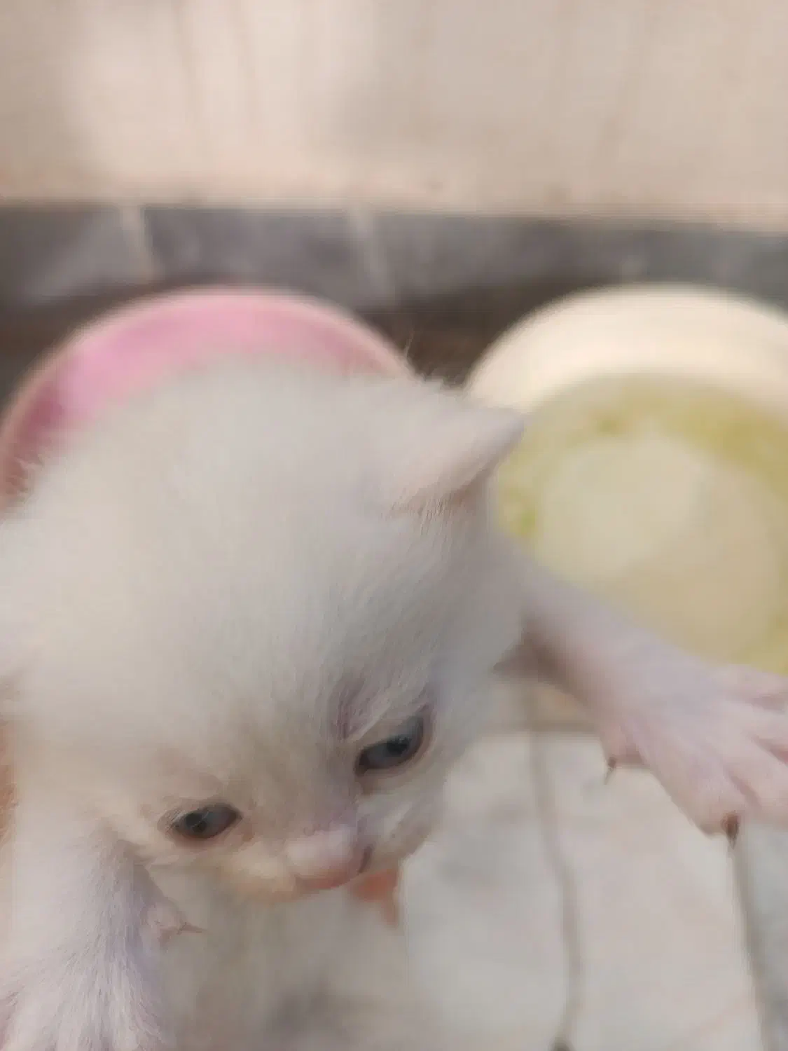 گربه|گربه|گرگان, |دیوار