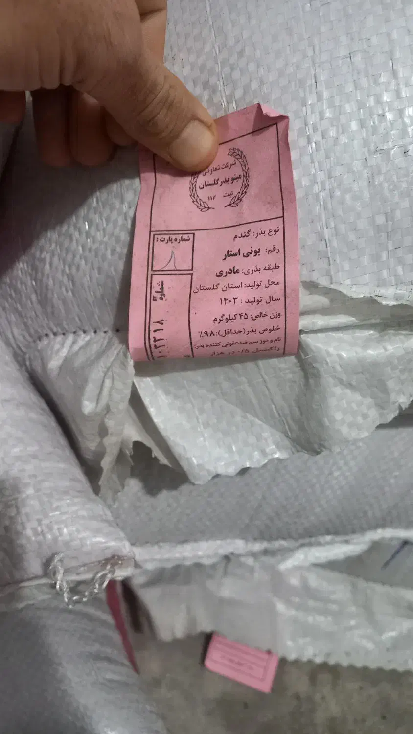 بذر گندم یونی استار|عمده‌فروشی|سیمین شهر, |دیوار