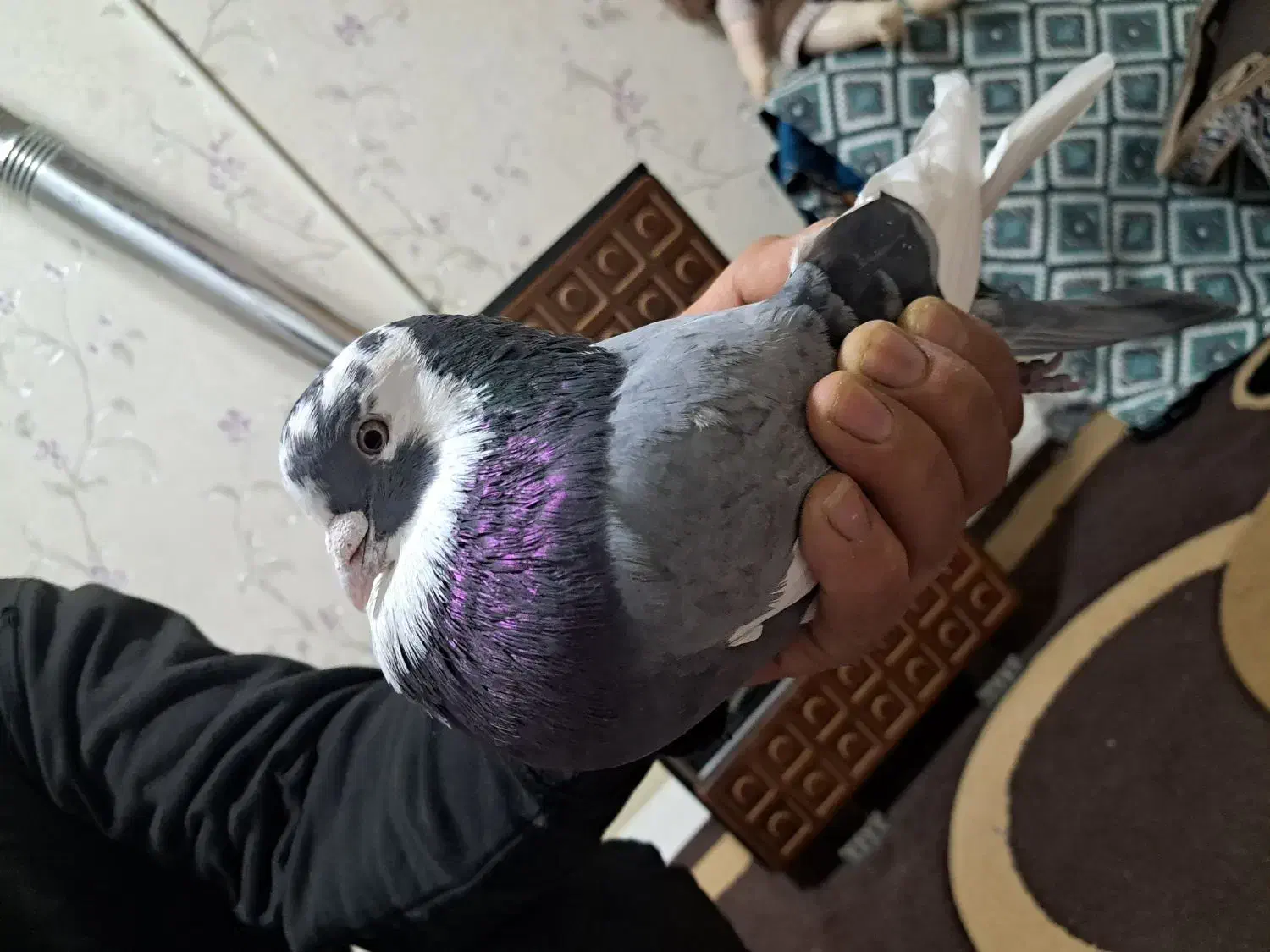 کبوتر خاص پر پرشی بازکن ملقی بابهدجوجه گیری|پرنده|بروجن, |دیوار