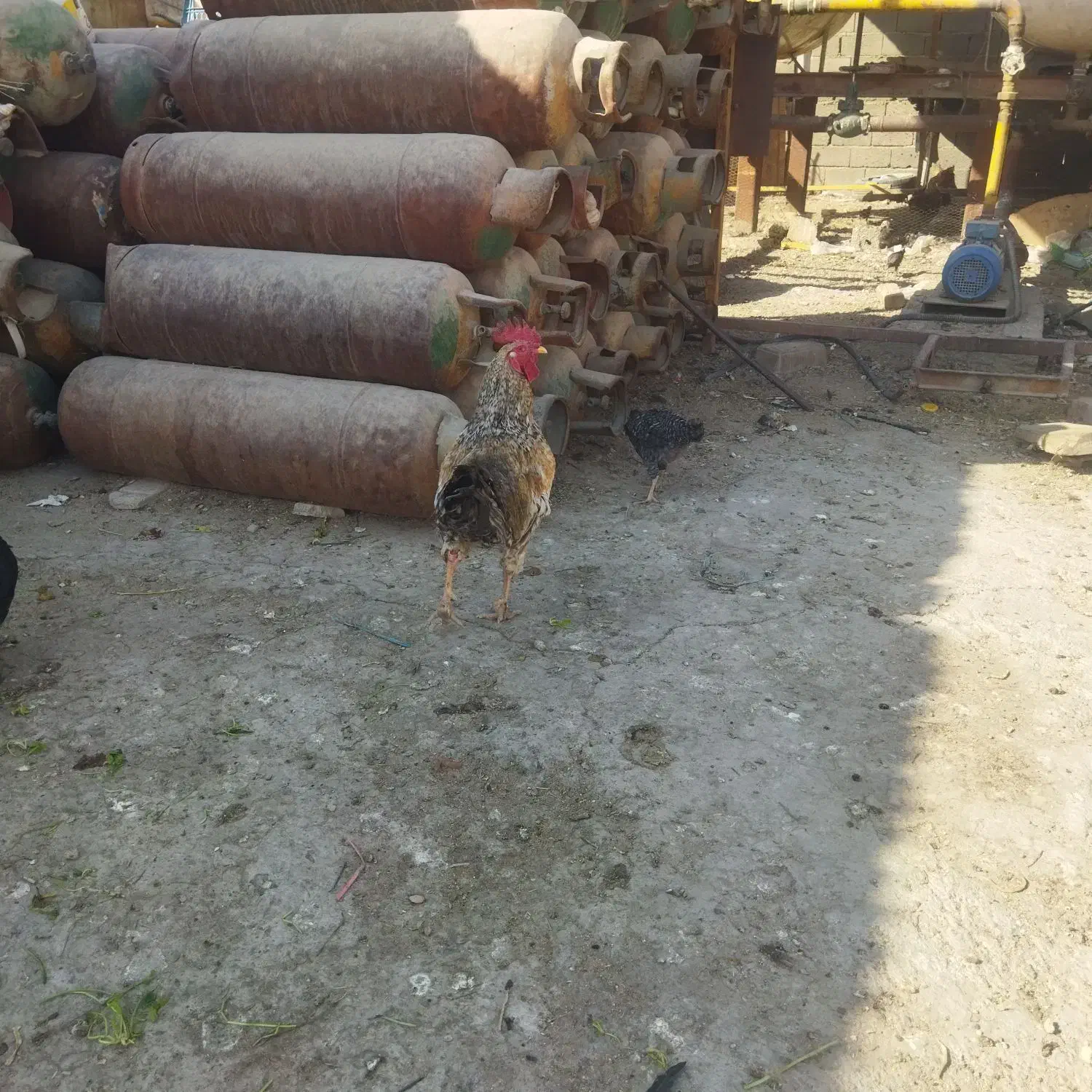 خروس محلی و گلین|حیوانات مزرعه|رباط‌کریم, رباط‌کریم|دیوار