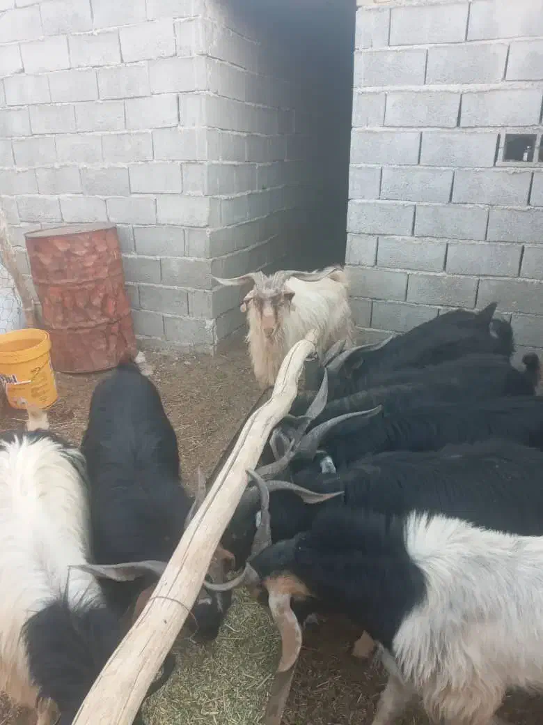 دوازده چوش نر با این شماره بگیرید|حیوانات مزرعه|نیریز, |دیوار