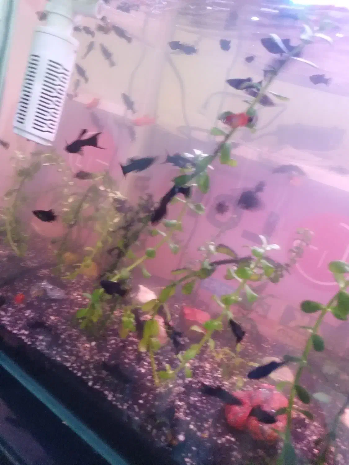 آکواریوم با ماهی و گیاهان طبیعی|ماهی|بندرلنگه, |دیوار