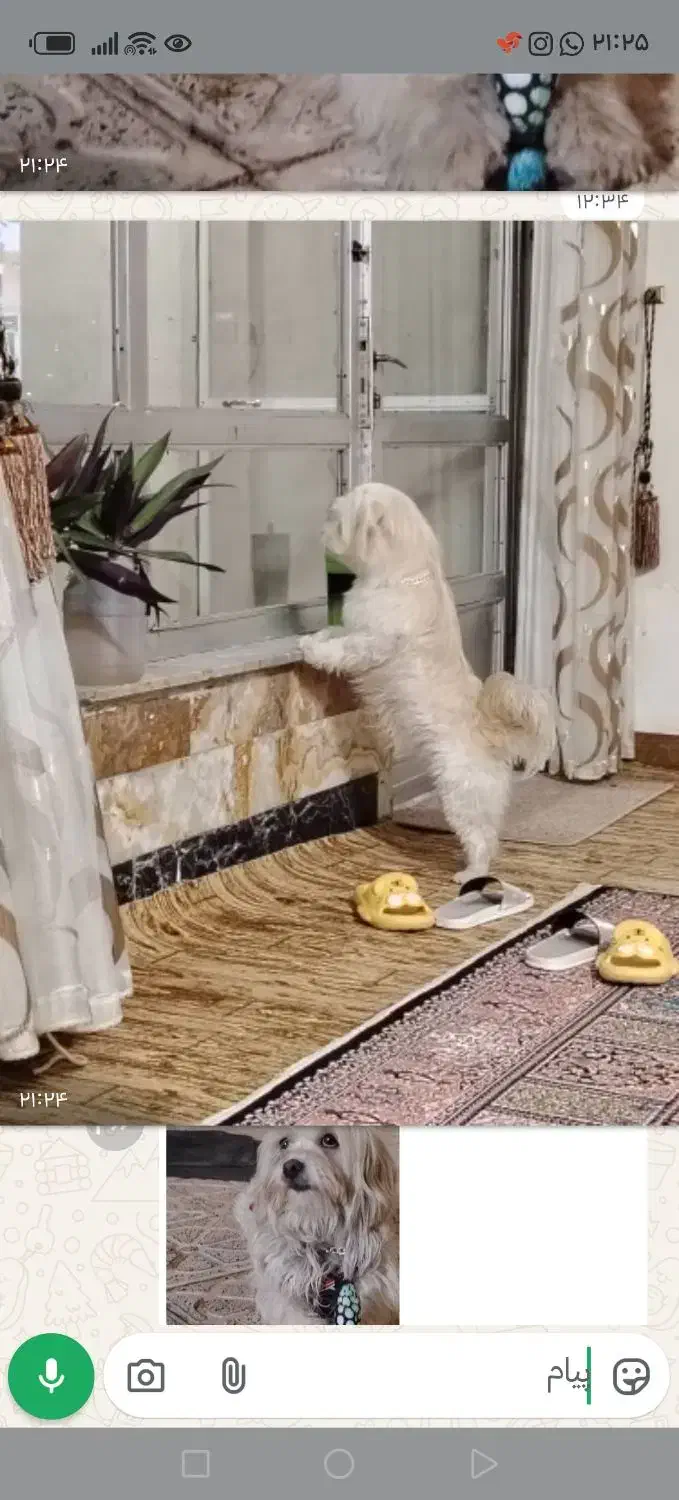 سگ خانگی|سگ|نجف‌آباد, کشاورز|دیوار