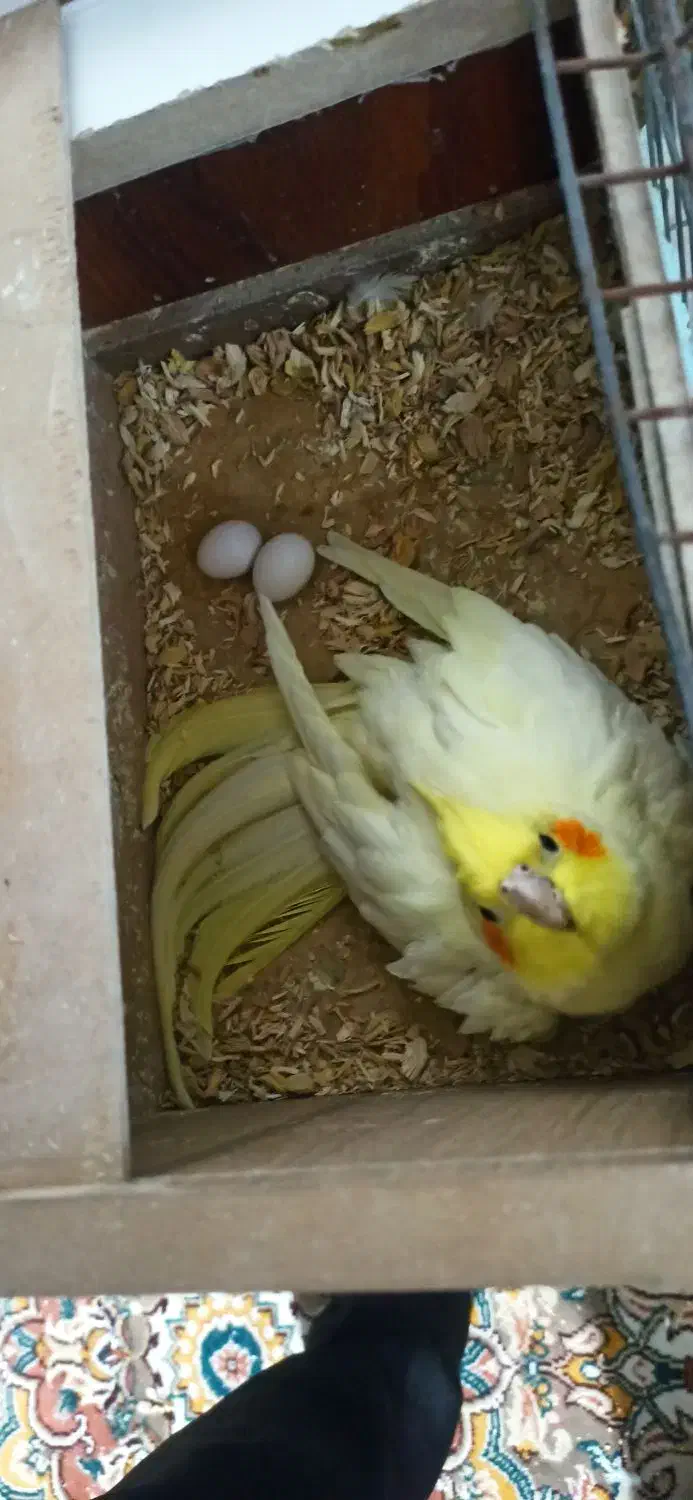 فروش عروس هلندی مولد|پرنده|اصفهان, ارداجی|دیوار