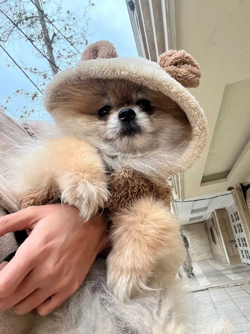 پامر خرسی بو فیس وارداتی خاص|سگ|کرج, فاز ۲ مهرشهر|دیوار