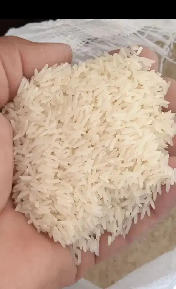 برنج فجر سوزنی گرگان فقط کیلویی ۱۷۹هزار|خوردنی و آشامیدنی|ایوان, |دیوار