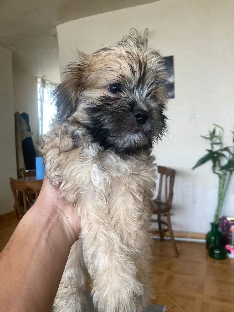 توله سگ شیتزو تریر  واگذاری آگهی کامل بخونید|سگ|تهران, دهکده المپیک|دیوار