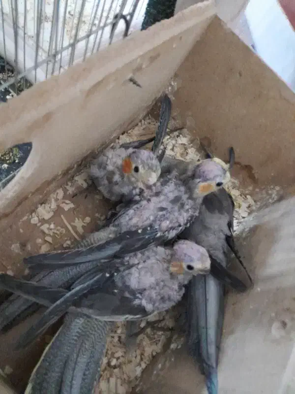 عروس هلندی|پرنده|اردکان, |دیوار