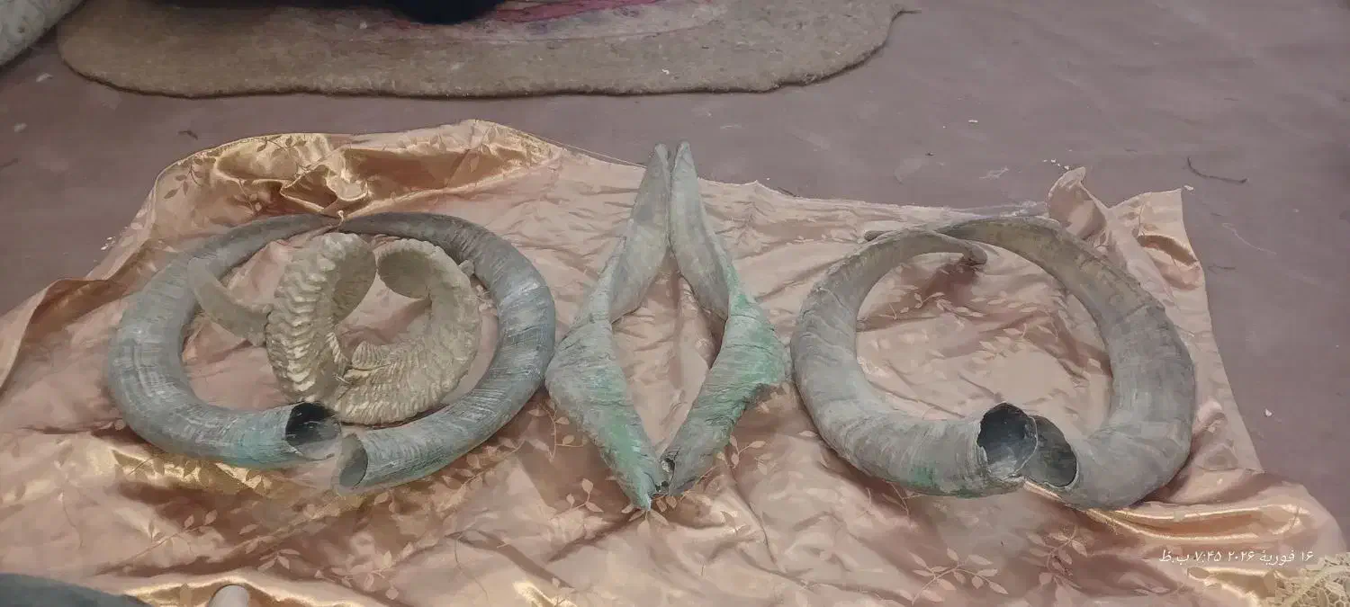 شاخ بُز|کلکسیون اشیاء عتیقه|خمینی‌شهر, |دیوار