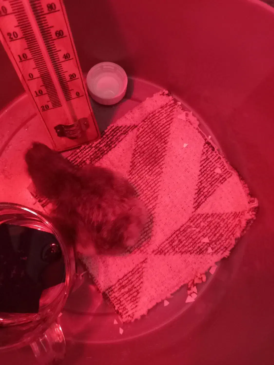 جوجه رسمی کاکلی پا پر|حیوانات مزرعه|مشکیندشت, |دیوار