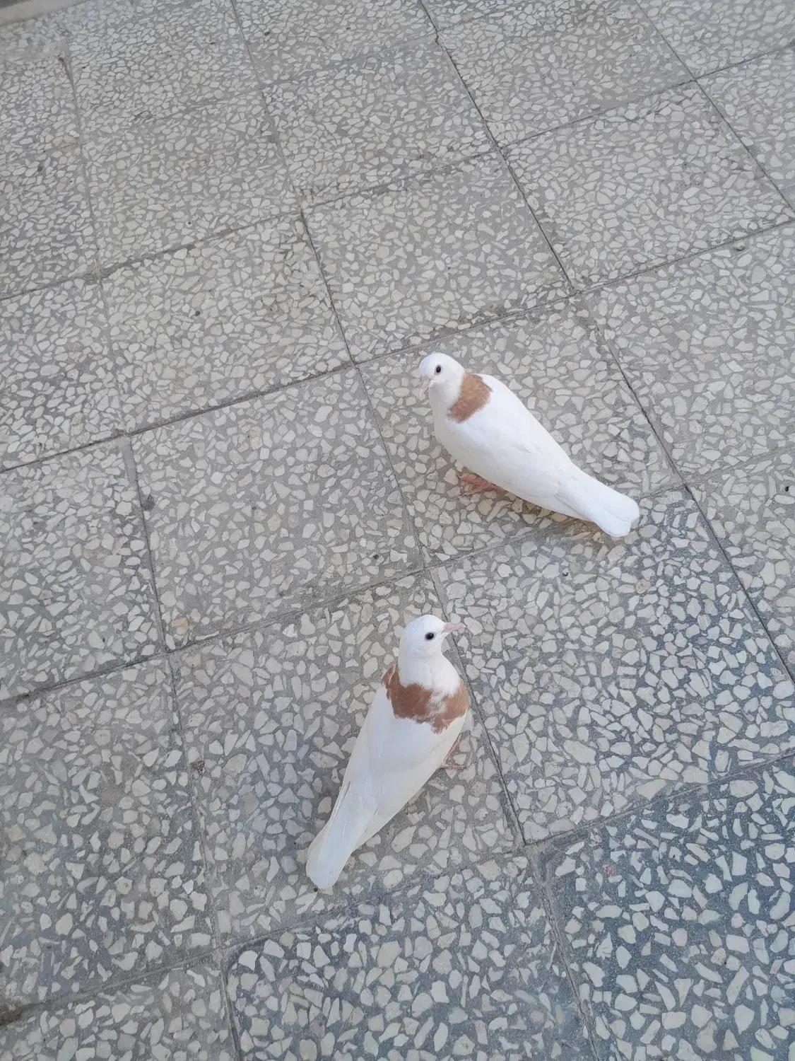 کبوتر|پرنده|کاشان, باغ ماجد|دیوار