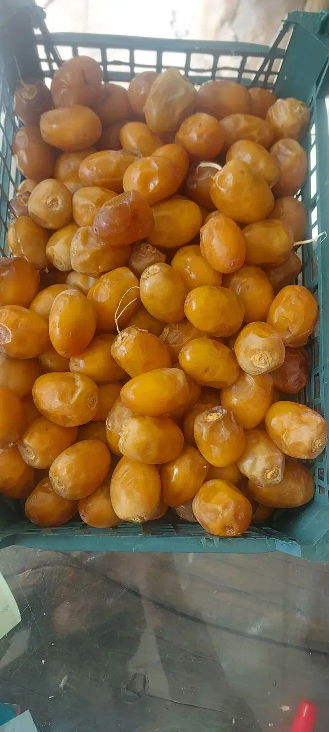 خرما برحی|خوردنی و آشامیدنی|قم, خاکفرج|دیوار