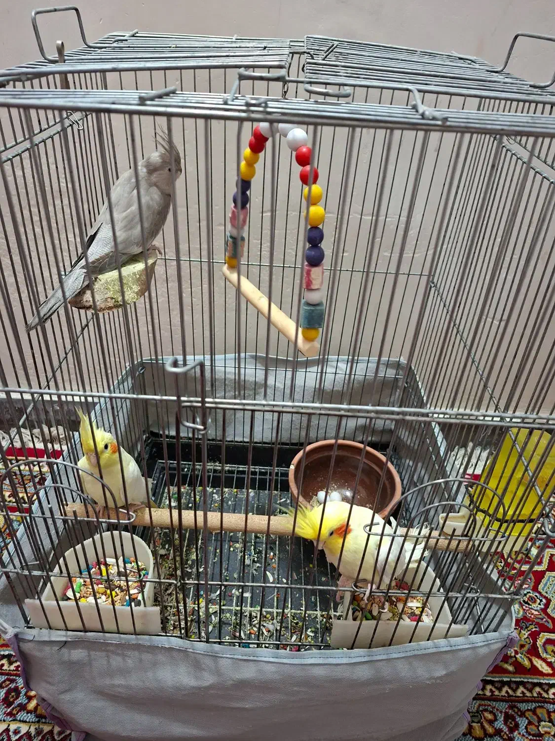 فروش چندتا عروس هلندی|پرنده|شوش, |دیوار