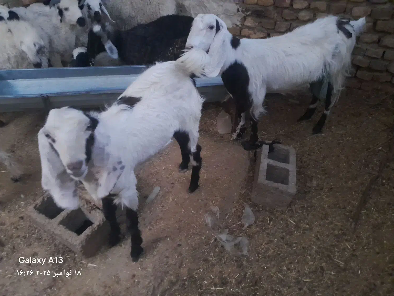 بزوطنی شیری با کهره بزرگ|حیوانات مزرعه|زهک, |دیوار