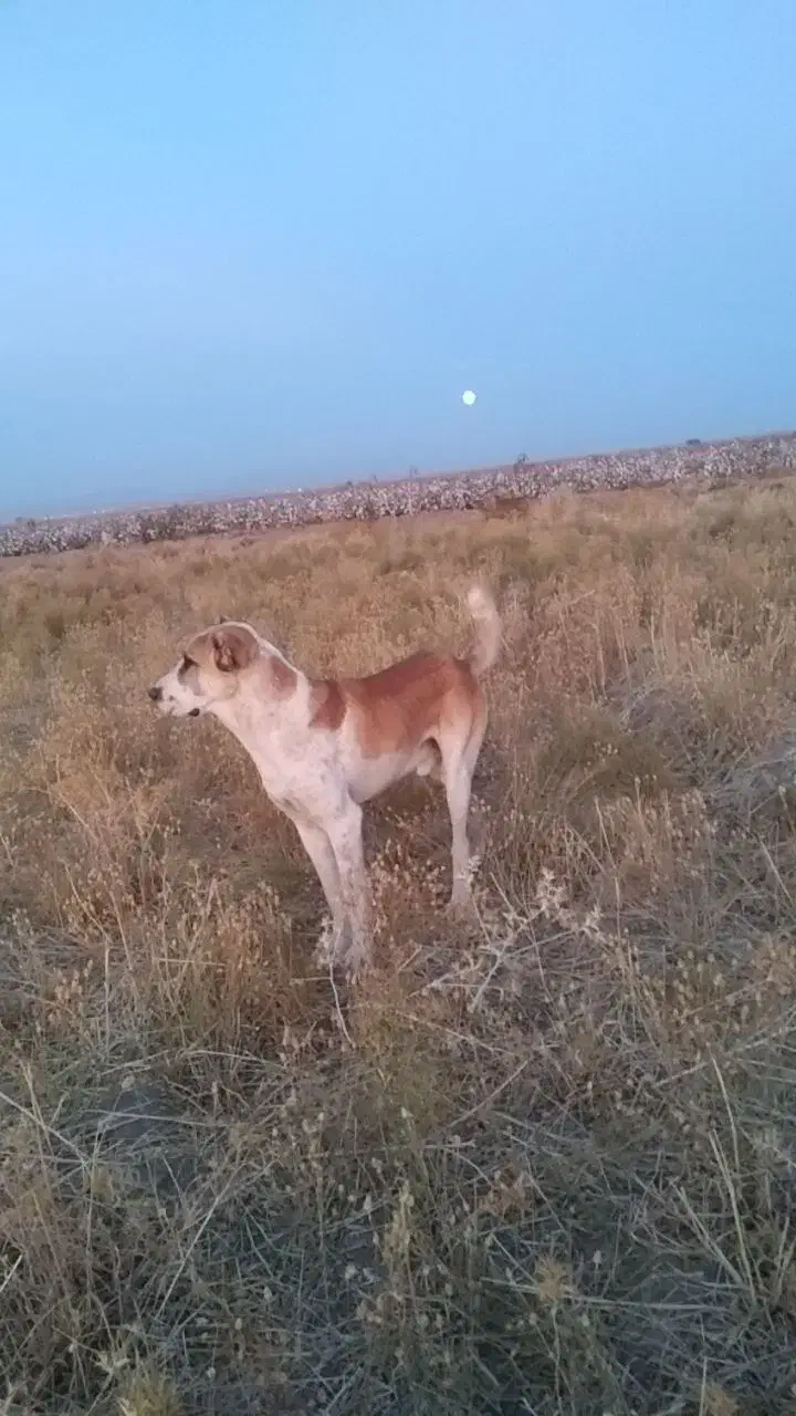 سگ دزدیده شده|حیوانات|بردسکن, |دیوار